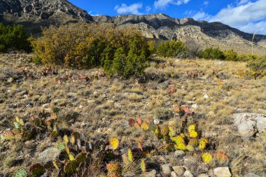 Opuntia kaktüsü ve diğer çöl bitkileri New Mexico, ABD 'deki dağ manzarasında.