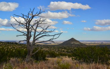Kuru ağaç, kaktüs ve diğer çöl bitkileri Guadalupe Ulusal Parkı, New Mexico 'da koni şeklinde bir arazide.