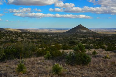 Kuru ağaç, kaktüs ve diğer çöl bitkileri Guadalupe Ulusal Parkı, New Mexico 'da koni şeklinde bir arazide.