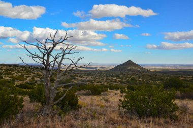 Kuru ağaç, kaktüs ve diğer çöl bitkileri Guadalupe Ulusal Parkı, New Mexico 'da koni şeklinde bir arazide.