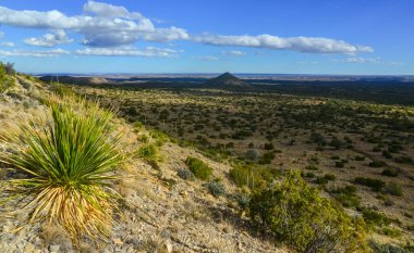 Agave, yucca, kaktüs ve çöl bitkileri New Mexico 'daki bir dağ vadisinde., 