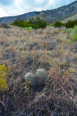 Kaktüs Echinocereus coccineus ve New Mexico, ABD 'deki dağlardaki diğer çöl bitkileri.