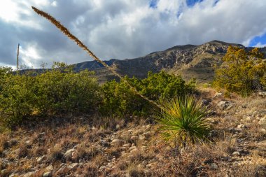 Agave, yucca, kaktüs ve çöl bitkileri New Mexico 'daki bir dağ vadisinde., 