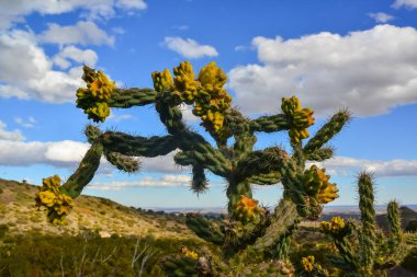 Kaktüs Ağacı cholla (Cylindropuntia imbricata) New Mexico, ABD 'de bir dağ manzarasında mavi gökyüzüne karşı