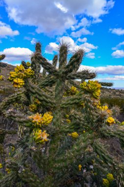 Kaktüs Ağacı cholla (Cylindropuntia imbricata) New Mexico, ABD 'de bir dağ manzarasında mavi gökyüzüne karşı