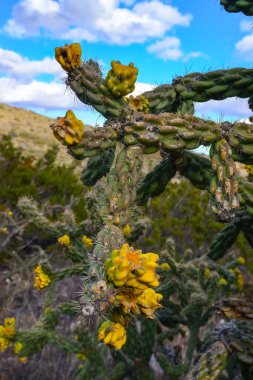 Kaktüs Ağacı cholla (Cylindropuntia imbricata) New Mexico, ABD 'de bir dağ manzarasında mavi gökyüzüne karşı