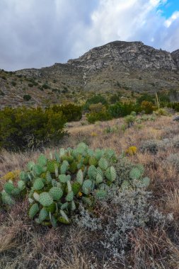 Opuntia kaktüsü ve diğer çöl bitkileri New Mexico, ABD 'deki dağ manzarasında.