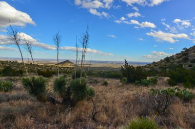 Agave, yucca, kaktüs ve çöl bitkileri New Mexico 'daki bir dağ vadisinde., 