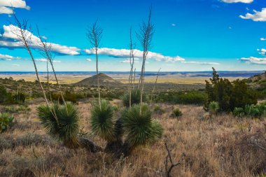 Agave, yucca, kaktüs ve çöl bitkileri New Mexico 'daki bir dağ vadisinde., 