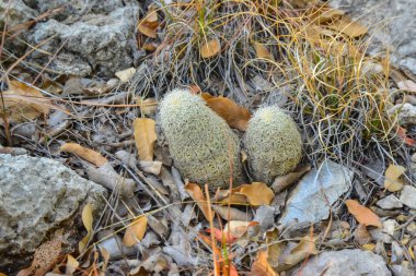 Kaktüs Echinocereus coccineus ve New Mexico, ABD 'deki dağlardaki diğer çöl bitkileri.