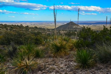 Agave, yucca, kaktüs ve çöl bitkileri New Mexico 'daki bir dağ vadisinde., 