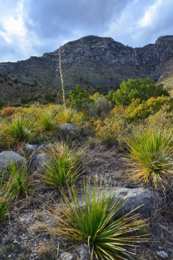 Agave, yucca, kaktüs ve çöl bitkileri New Mexico 'daki bir dağ vadisinde., 