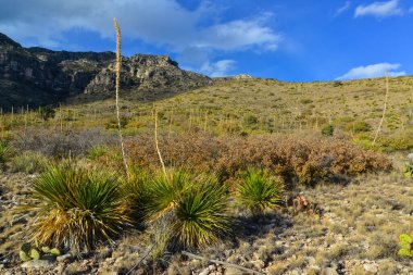 Agave, yucca, kaktüs ve çöl bitkileri New Mexico 'daki bir dağ vadisinde., 