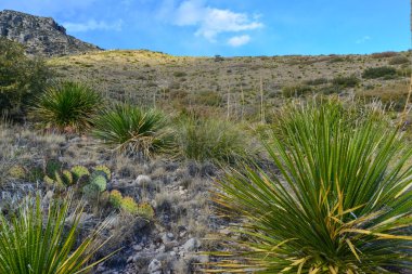 Agave, yucca, kaktüs ve çöl bitkileri New Mexico 'daki bir dağ vadisinde., 