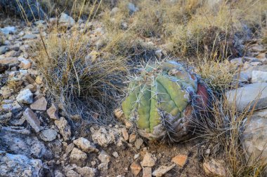 Kaktüs Kartalı pençeleri (Echinocactus horizonthalonius) ve New Mexico, ABD 'deki bir dağ vadisi manzarasında çöl bitkileri.