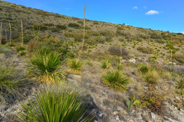 Agave, yucca, kaktüs ve çöl bitkileri New Mexico 'daki bir dağ vadisinde., 