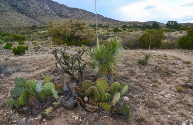 Opuntia kaktüsü ve diğer çöl bitkileri New Mexico, ABD 'deki dağ manzarasında.