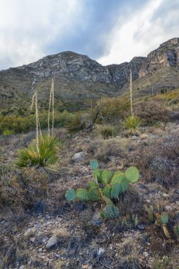 Agave, yucca, kaktüs ve çöl bitkileri New Mexico 'daki bir dağ vadisinde., 