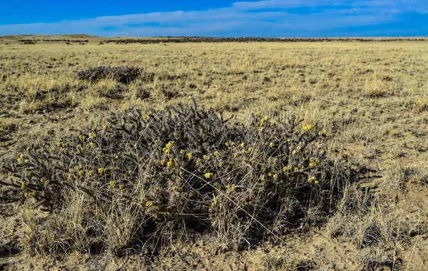 Cylindropuntia Versicolor Колючая Цилиндропунция Желтыми Фруктами Семенами Arizona Cacti Сша — стоковое фото