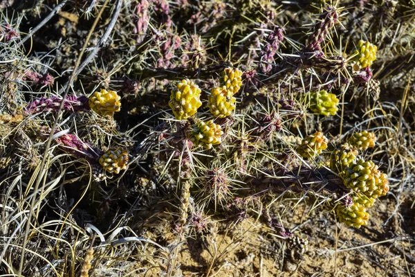 (Sillindropuntia versicolor) Çekirdekli sarı meyveli dikenli silindir dropuntia. Arizona kaktüsü, ABD