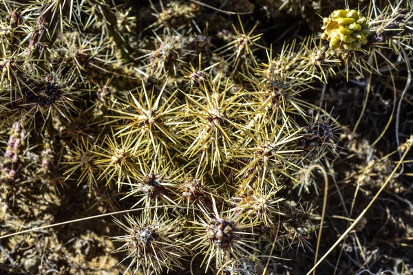 Cylindropuntia Versicolor Prickly Cylindropuntia Жовтими Фруктами Насінням Аризона Сша — стокове фото