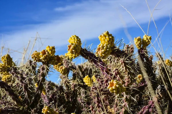 Cilindropuntia Versicolor Stekelige Cylindropuntia Met Geel Fruit Met Zaden Arizona — Stockfoto