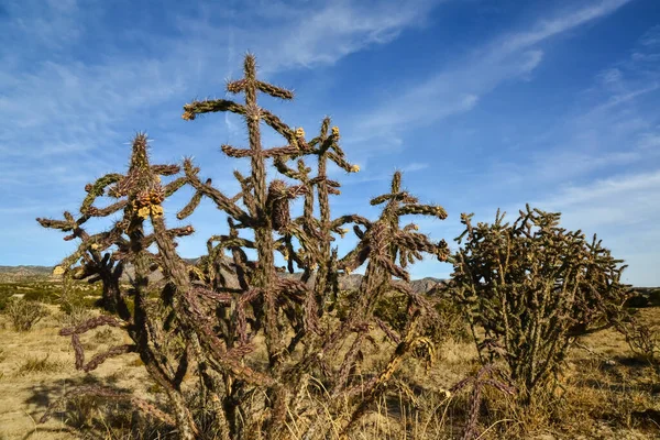 Cactus Cylindropuntia Versicolor Prickly Cylindropuntia Avec Des Fruits Jaunes Avec — Photo