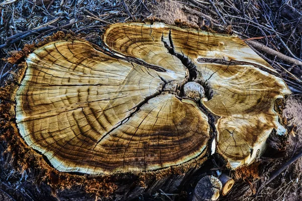 Brown Tree Trunk Slice New Mexico — Stock Photo, Image