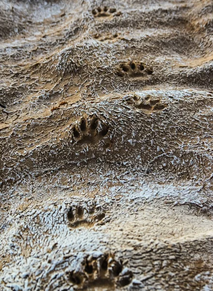 뉴멕시코의 바닥에 부드러운 동물의 발자국 — 스톡 사진