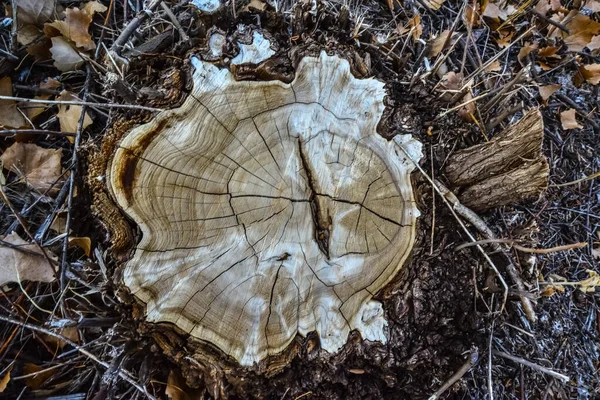 Brown Tree Trunk Slice New Mexico — Stock Photo, Image