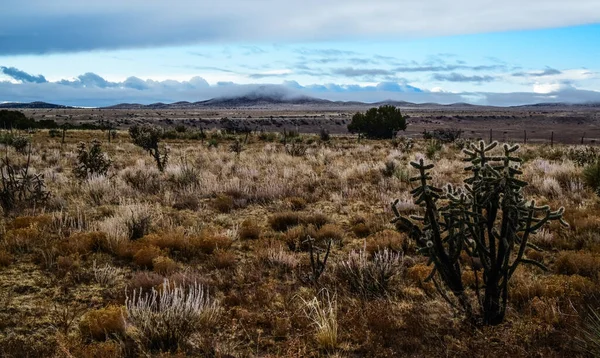 Kaktüs (Cylindropuntia sp.) Çekirdekli sarı meyveli dikenli silindirik. New Mexico, ABD