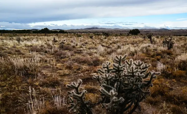 Kaktüs (Cylindropuntia sp.) Çekirdekli sarı meyveli dikenli silindirik. New Mexico, ABD