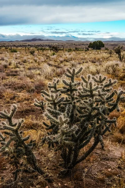 Kaktüs (Cylindropuntia sp.) Çekirdekli sarı meyveli dikenli silindirik. New Mexico, ABD