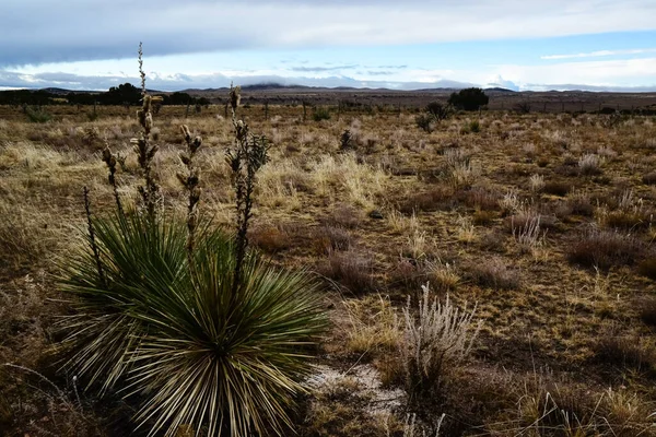 Пустынный Пейзаж Юкка Кактусы Пустынные Растения Прериях Нью Мексико — стоковое фото