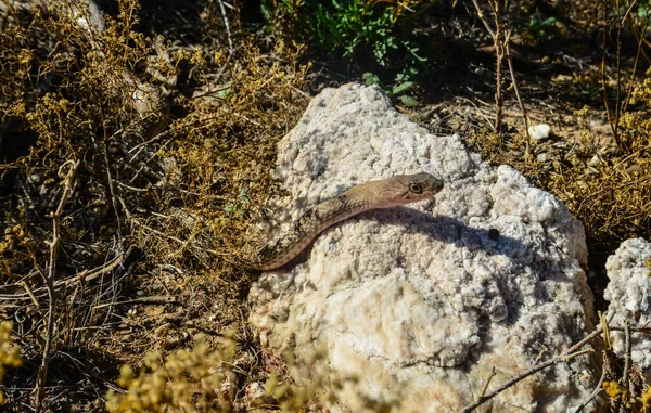 Orm Som Badar Solen Sten Stenig Öken New Mexico — Stockfoto