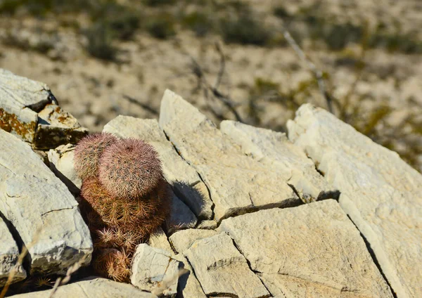 Kaktusar Från New Mexico Echinocereus Pectinatus Rubispinus Regnbåge Igelkaktus Stenig — Stockfoto