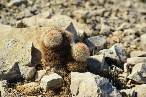 Kaktusar Från New Mexico Echinocereus Pectinatus Rubispinus Regnbåge Igelkaktus Stenig — Stockfoto