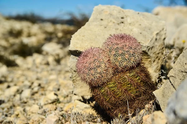 Cacti New Mexico Echinocereus Pectinatus Rubispinus Rainbow Hedgehog Cactus Скелястій — стокове фото