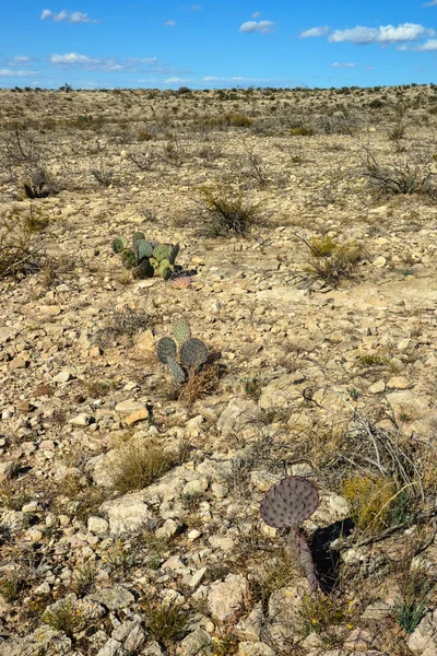 Cacti New Mexico 'da. Dikenli armut Opuntia sp. New Mexico, ABD 'de kayalık bir çölde