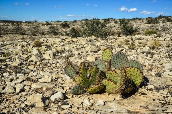 Cacti New Mexico 'da. Dikenli armut Opuntia sp. New Mexico, ABD 'de kayalık bir çölde