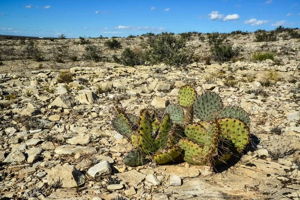 Κάκτοι Στο Νέο Μεξικό Πρησμένο Αχλάδι Opuntia Μια Βραχώδη Έρημο — Φωτογραφία Αρχείου