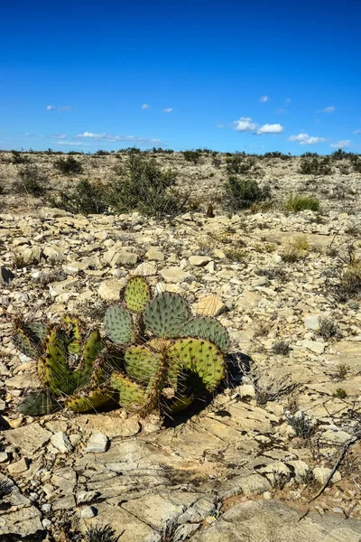 Cacti New Mexico 'da. Dikenli armut Opuntia sp. New Mexico, ABD 'de kayalık bir çölde