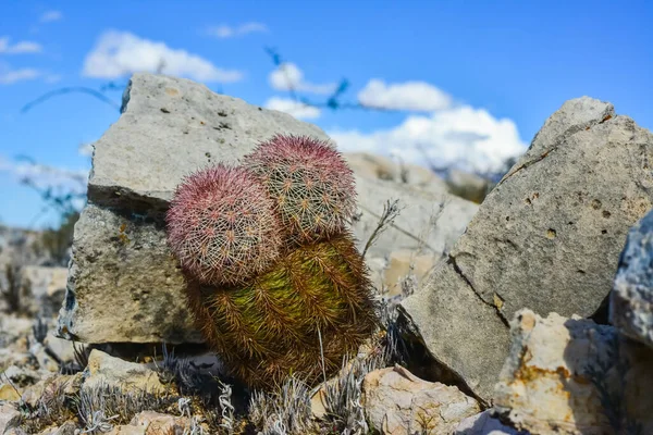 Cacti New Mexico Echinocereus Pectinatus Rubispinus Rainbow Hedgehog Cactus Скелястій — стокове фото