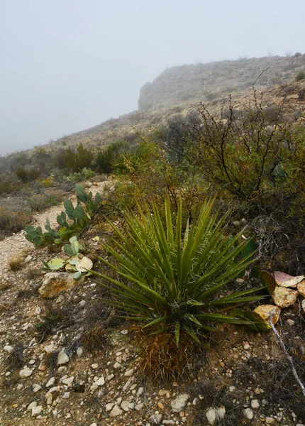 Agave, yucca, kaktüs ve çöl bitkileri New Mexico 'daki bir dağ vadisinde., 