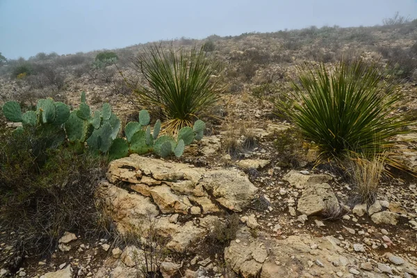 Agave, yucca, kaktüs ve çöl bitkileri New Mexico 'daki bir dağ vadisinde., 