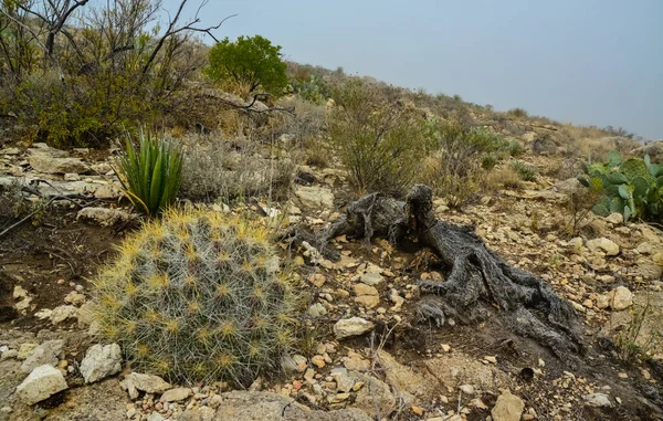 Kaktüs (Echinocereus sp.) ve Opuntia, yucca, agaves ve diğer çöl bitkileri New Mexico, ABD 'deki dağlarda.