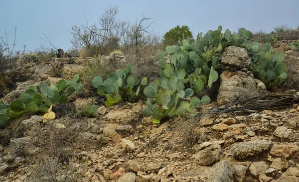 Cactus Opuntia Altre Piante Del Deserto Nel Paesaggio Montano Nel — Foto Stock