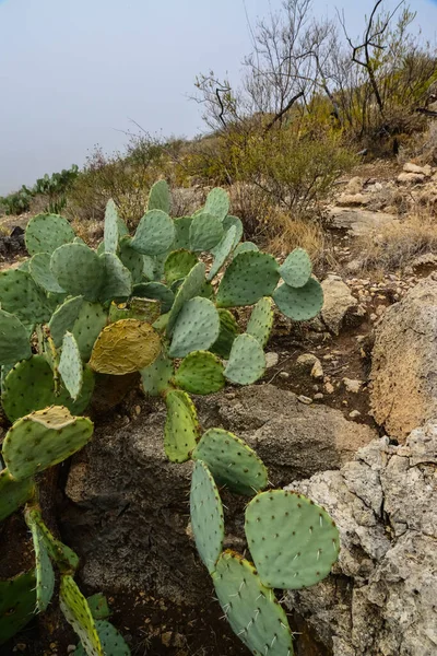 Cactus Opuntia Altre Piante Del Deserto Nel Paesaggio Montano Nel — Foto Stock