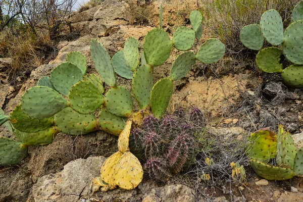 Opuntia Cacti Inne Pustynne Rośliny Krajobrazie Gór Nowym Meksyku Usa — Zdjęcie stockowe