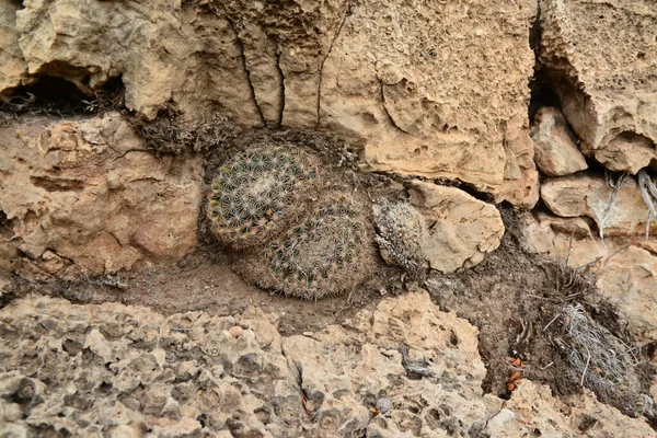 Kaktüs Mamillaria sp. New Mexico, ABD 'deki dağlarda.